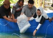 Budidaya Ikan Nila Bioflok Palu