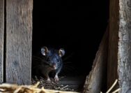 cara alami usir tikus