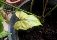 daun tanaman menguning