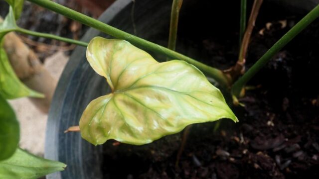 daun tanaman menguning