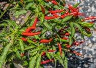 tanaman bumbu dapur