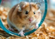 pelihara hamster tanpa pengalaman